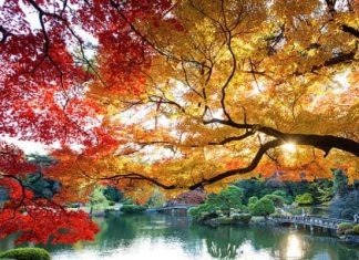 Chiêm ngưỡng vẻ đẹp của vườn quốc gia Shinjuku Gyoen nổi tiếng Nhật Bản